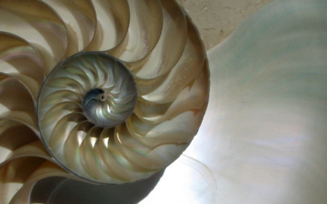 cross section of a seashell